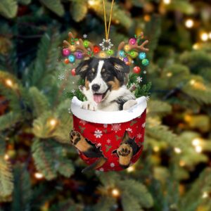 Australian Shepherd In Snow Pocket…