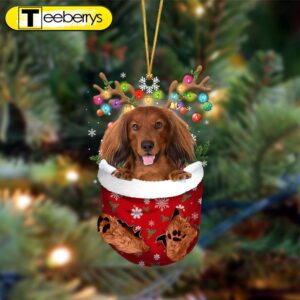 Red Long Haired Dachshund-In Christmas…